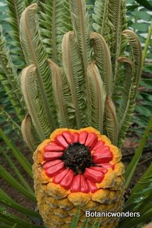 Cycad Encephalartos transvenosus