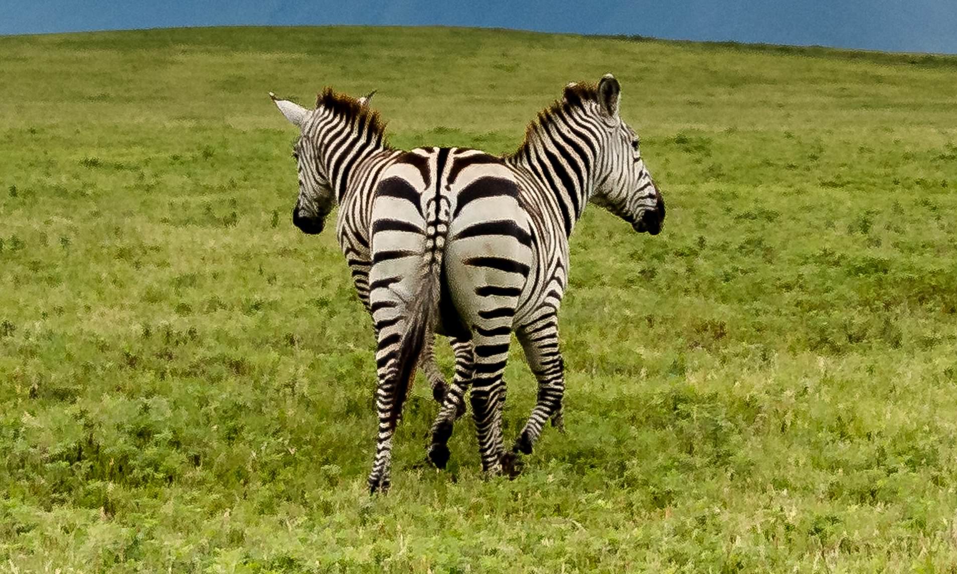 Photographer captures aмazing image of 'two-headed' zebra after he spots herd in Tanzania | Daily Mail Online