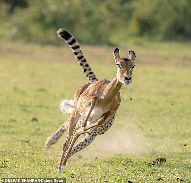 The photos were taken in the Maasai Mara National Reserve in southwestern Kenya, along the Tanzanian border