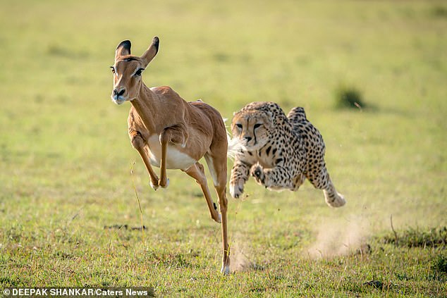 The photographer said the whole sequence happened fast and the cheetah was right behind the impala as they came charging straight at him