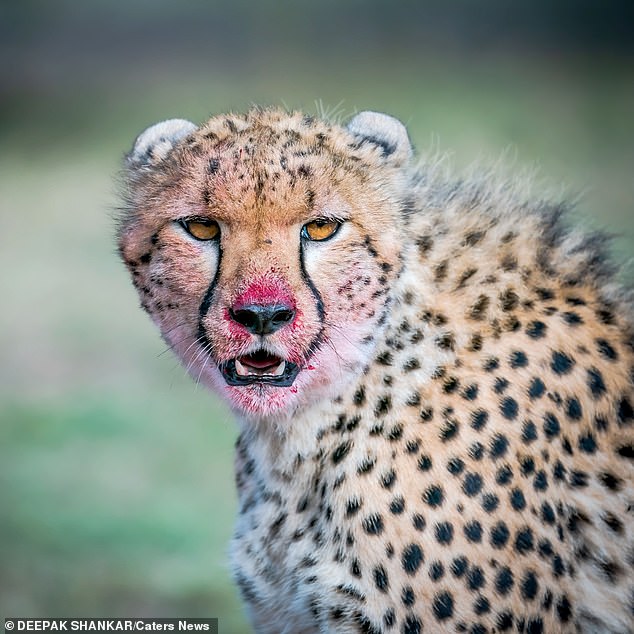 Imani (pictured) made the kill right next to the photographer's Jeep. He said that his hands were shaking as he checked the camera to see if he had captured the sequence