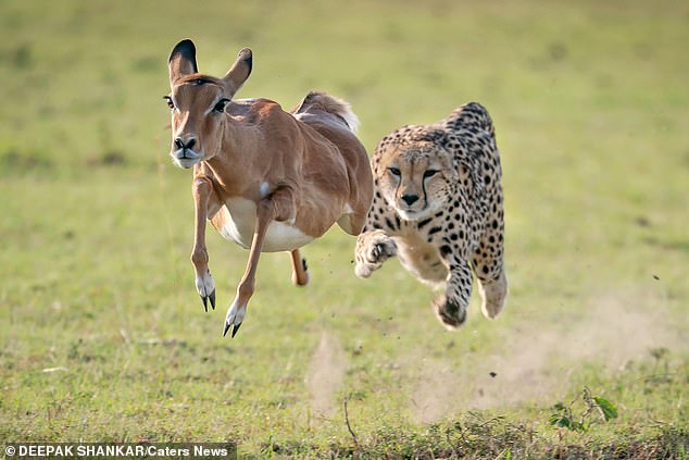 The unlucky impala was chased by the cheetah for around 10 seconds during the high-speed pursuit before he was caught