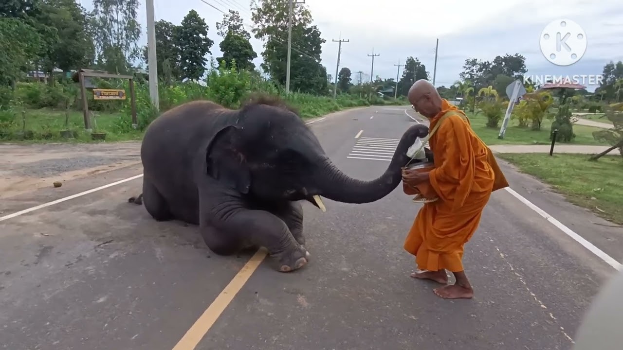 A Touching Gesture of an Elephant: Teaching Us All a Heartwarming Lesson in Generosity - Foxmeo