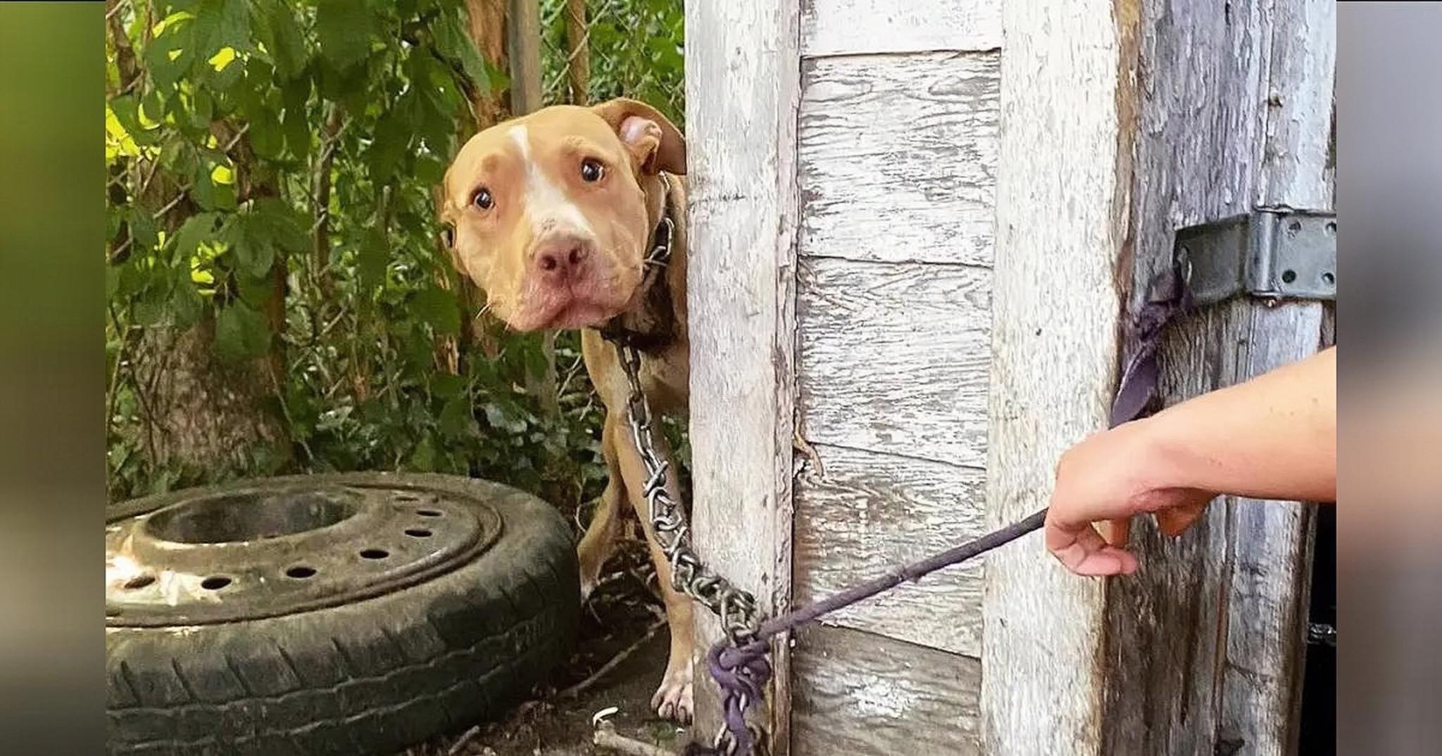 From Abandoned to Grateful: The touching story of a rescued dog with a funny smile that stole hearts everywhere q.