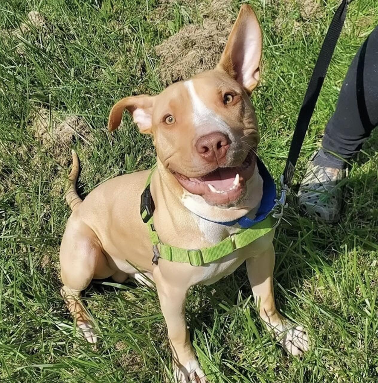 From Abandoned to Grateful: The touching story of a rescued dog with a funny smile that stole hearts everywhere q.