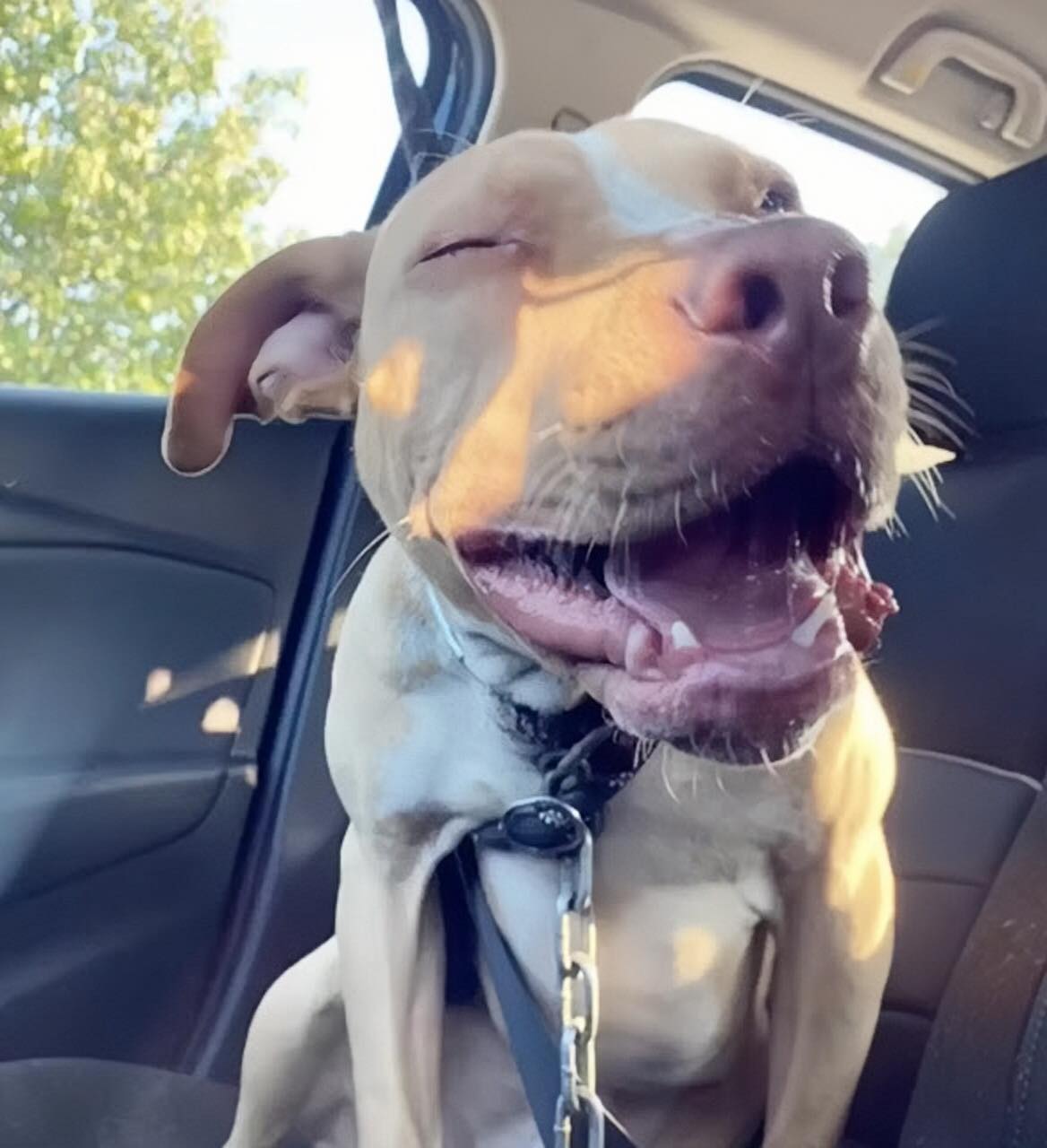 From Abandoned to Grateful: The touching story of a rescued dog with a funny smile that stole hearts everywhere q.