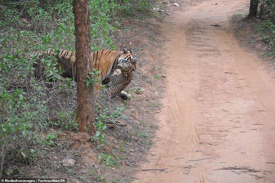 Tigers are not known to hunt leopards for food, and park rangers say they later found the cat's body uneaten. However, tigers are known to kill other predators if they feel threatened