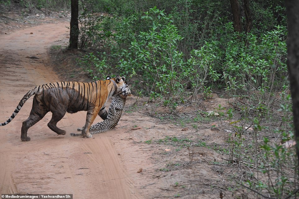 The brawl took place at the Sariska Tiger Reserve in Rajasthan, with witness Yashvardhan Singh Shekhawat saying the tiger leaped 10ft into a tree to drag its rival to the ground