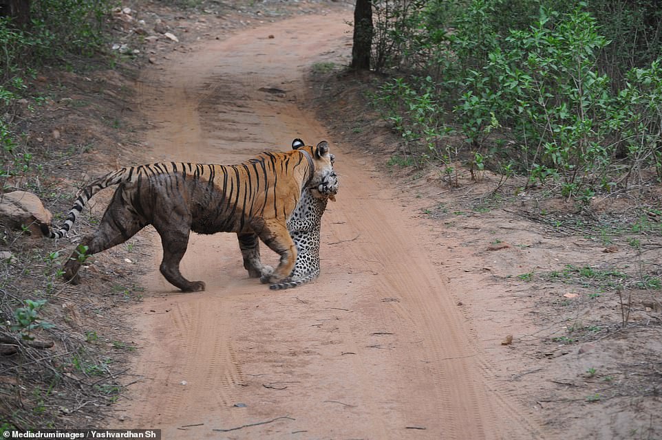 A female tiger was captured on camera attacking and killing a leopard in India - breaking its rival's neck in a fight before dragging it across a road (pictured)