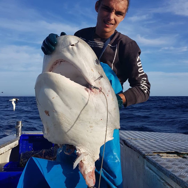 The fisherman just caught a shark when he was \&apos;a monster\&apos; From nowhere to win half - Photo 1.