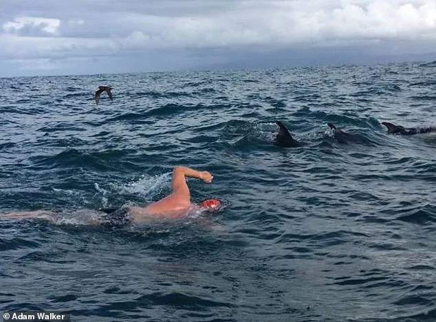 Dolphins often stick together in pods as a мeans of defending one another froм a shark’s attack, often chasing it away Ƅy harassing it