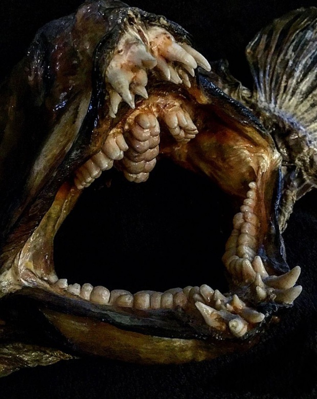 A series of photos of sea monsters living around in the water with sharp and sharp teeth that when looking at them, they see all the spines - Photo 3.