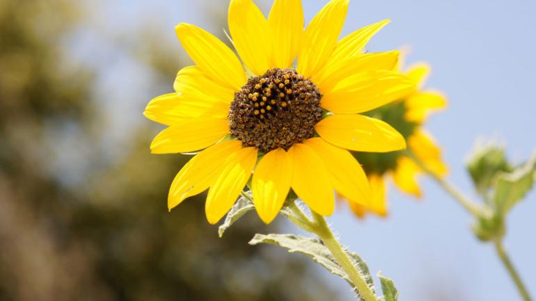 Look for these bright yellow blooms across Arizona and southern California.