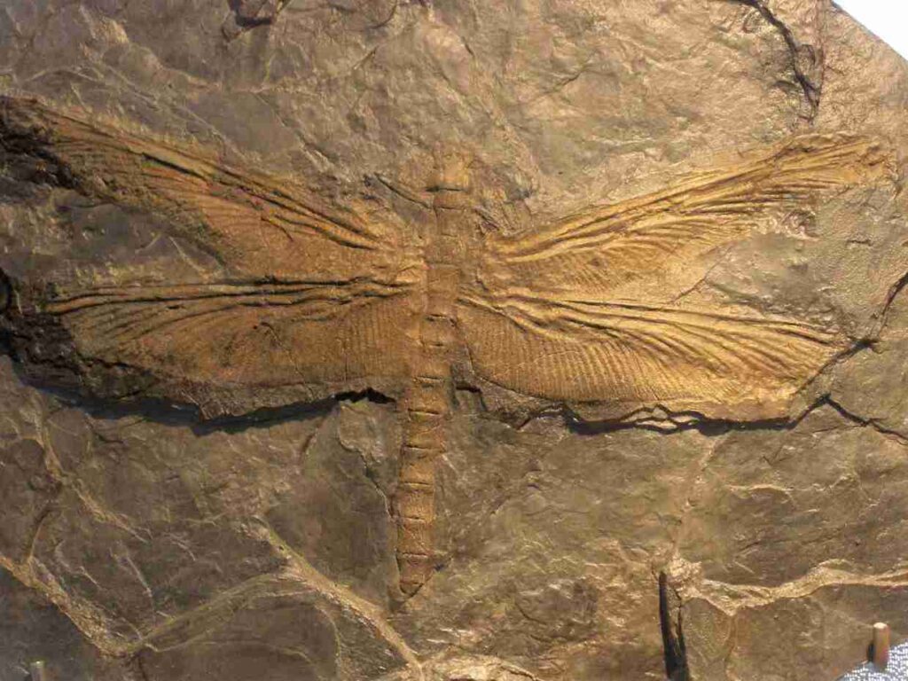 Meganeura: The largest insect ever to exist was a giant dragonfly