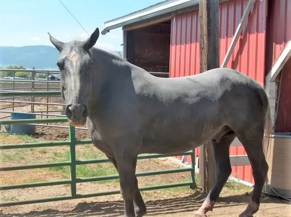 Harry the hairless Percheron horse