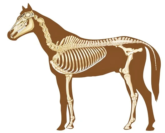 Horse body outline with anatomically correct skeleton overlaid