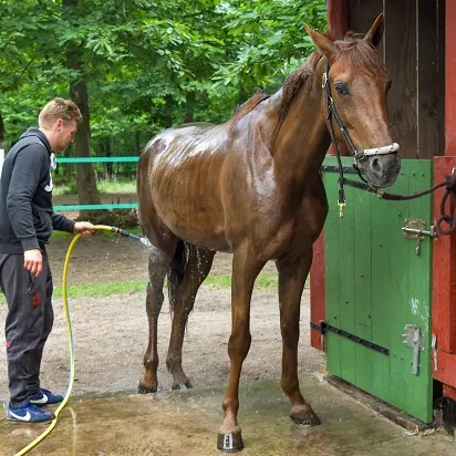 Horse getting a hose down to cool down