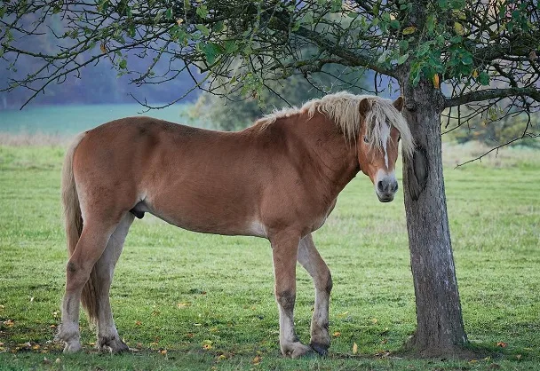 Horse standing under a tree to keep cool in hot weather