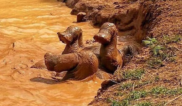 Elephant love to cool down their body in the water.