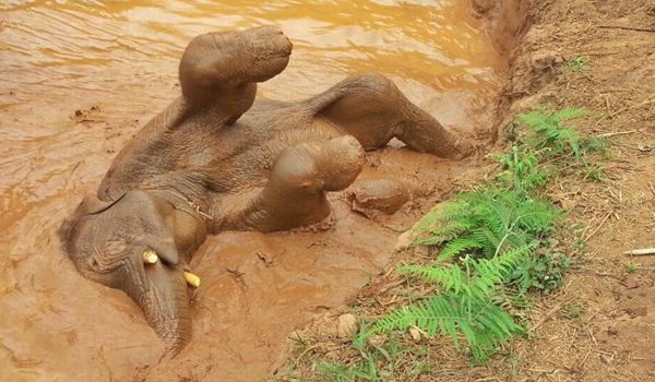 The happiest elephant at Karen Elephant Experience program.