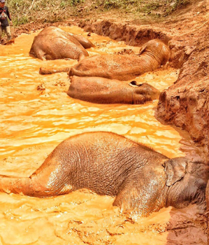 Elephant family take a bath in the hot afternoon.