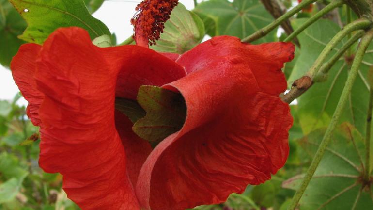 Look for these vibrant flowers all across the Hawai’ian islands.