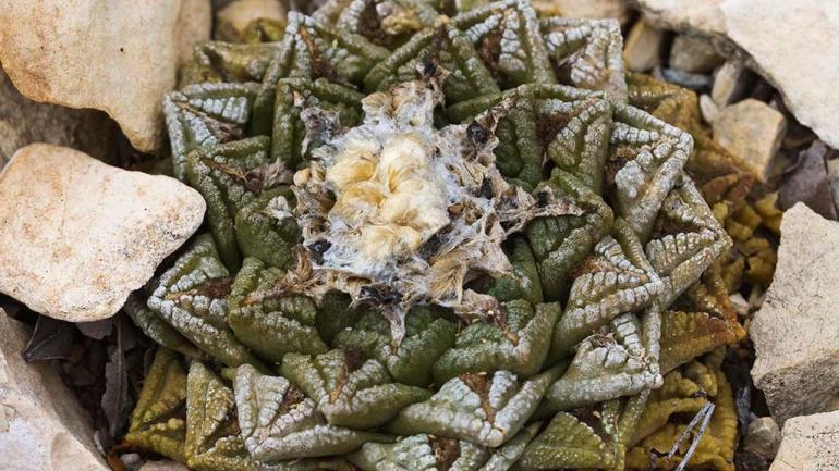 This unique cactus can be found among the rocks of southwest Texas.