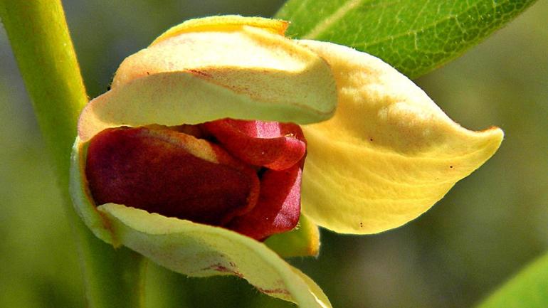 The four-petal pawpaw starts off with cream-colored petals before transitioning to a deep maroon color.