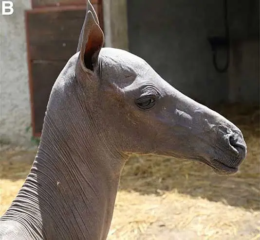 Rare hairless horse