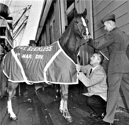 Sergeant Reckless, decorated war horse from the Korean War