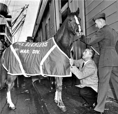 Sergeant Reckless, decorated war horse from the Korean War