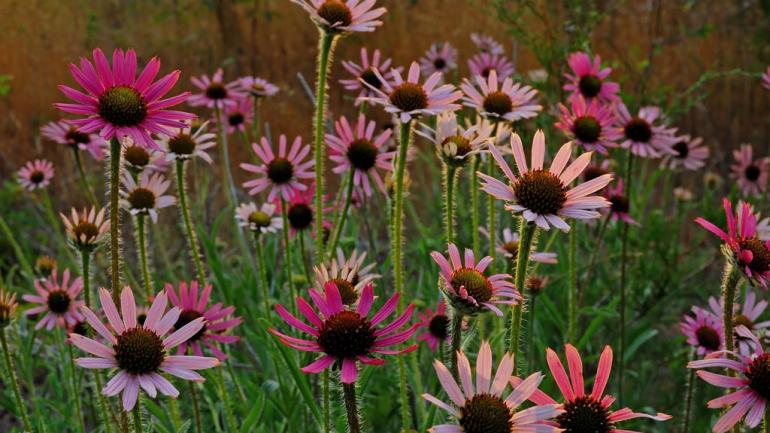 Keep your eyes peeled for the Tennessee coneflower when hiking in central Tennessee.