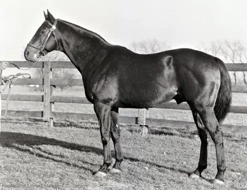 War Admiral, famous racehorse profile photo shot