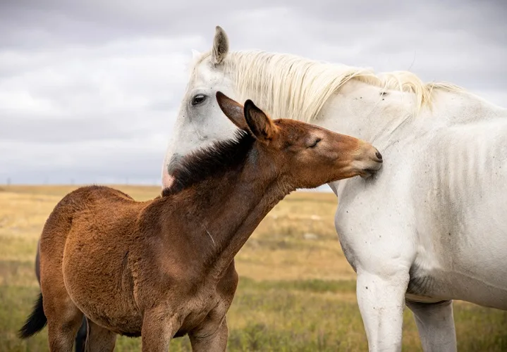 White horse and brown donkey grooming each other