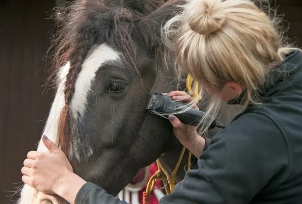 Woman clipping the side of a horse's head