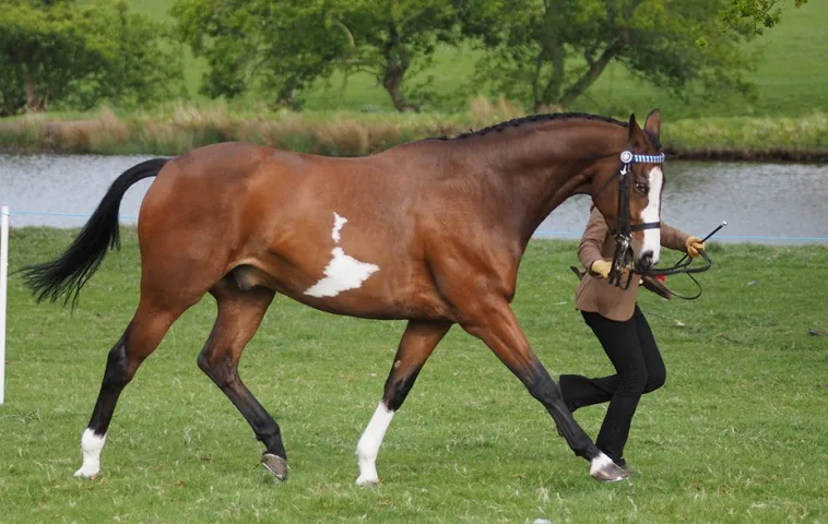 Woman leading her horse in an in-hand horse show