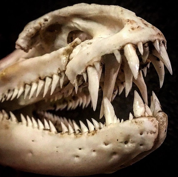 A series of photos of sea monsters living around in the water with sharp and chiseled teeth that when looking at them, they have spines all over their bodies - Photo 6.