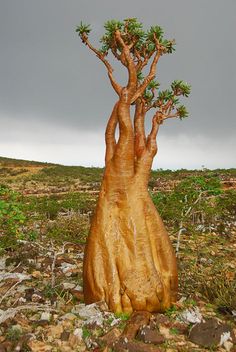 Mục này có hình ảnh của: Socotra (Yemen)