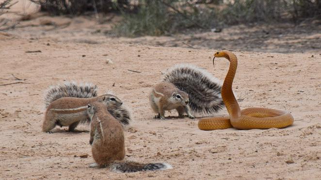 Squirrels and Mongoose Bully Cobra