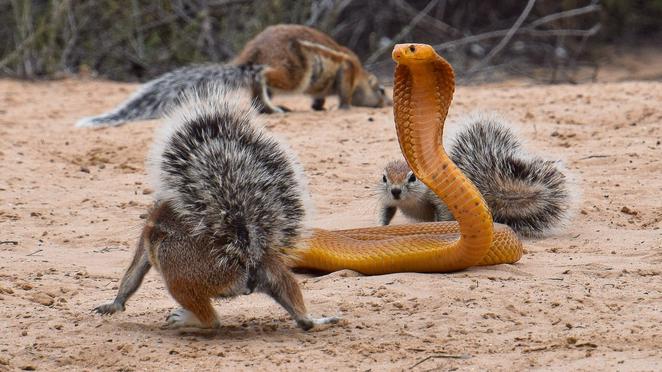 Squirrels and Mongoose Bully Cobra