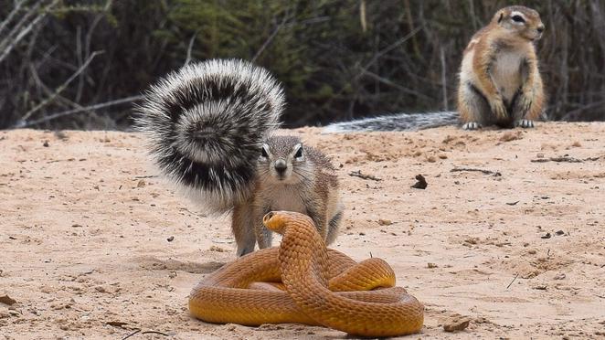 Squirrels and Mongoose Bully Cobra