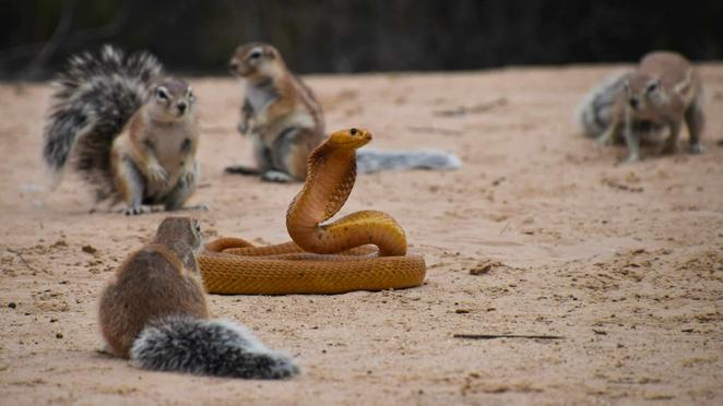 Squirrels and Mongoose Bully Cobra