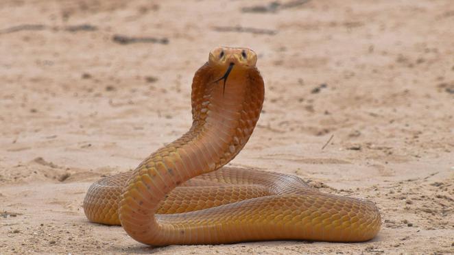 Squirrels and Mongoose Bully Cobra