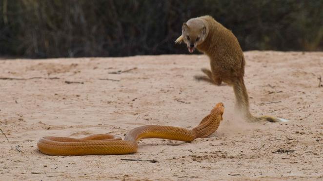 Squirrels and Mongoose Bully Cobra