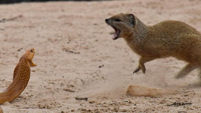 Squirrels and Mongoose Bully Cobra