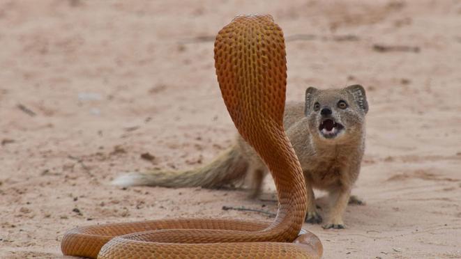 Squirrels and Mongoose Bully Cobra