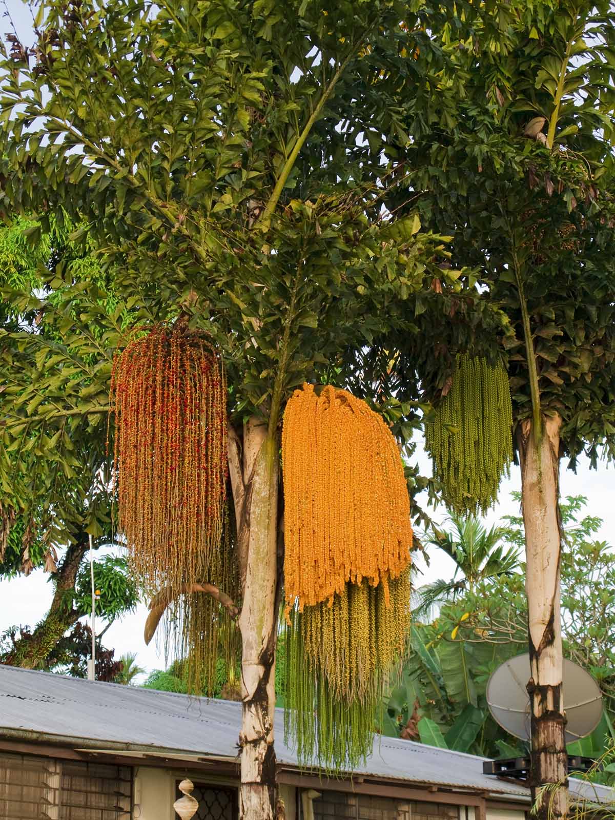 fishtail_palm_caryota_gigas_IMG_5370