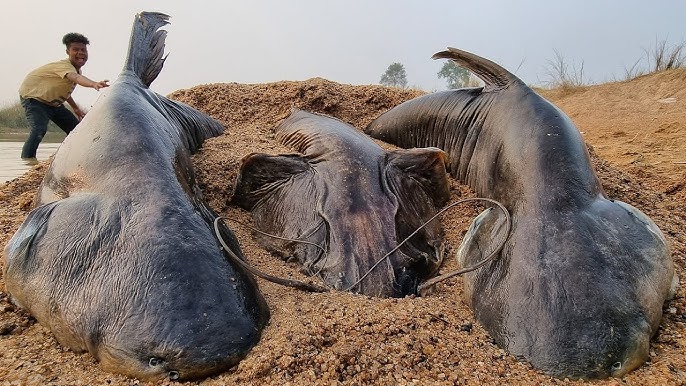 Curiosity Unleashed: Man Catches Two Giant Catfish with Bare Hands, Weighing Over 4 Tons in River Expedition