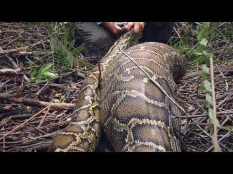 Terungkap Penyebab Ular Piton Sulawesi Sangat Ganas hingga Memangsa Warga -  YouTube