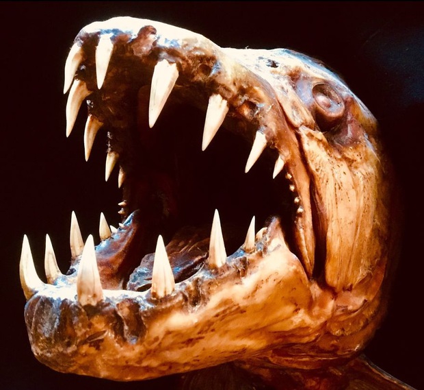 A series of photos of sea monsters living around in the water with sharp and sharp teeth that when you look at them, you can see all the spines - Photo 4.